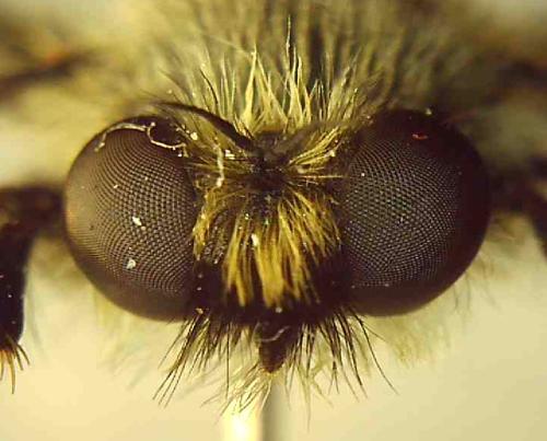 Réf. 348 474 : Pycnopogon fasciculatus